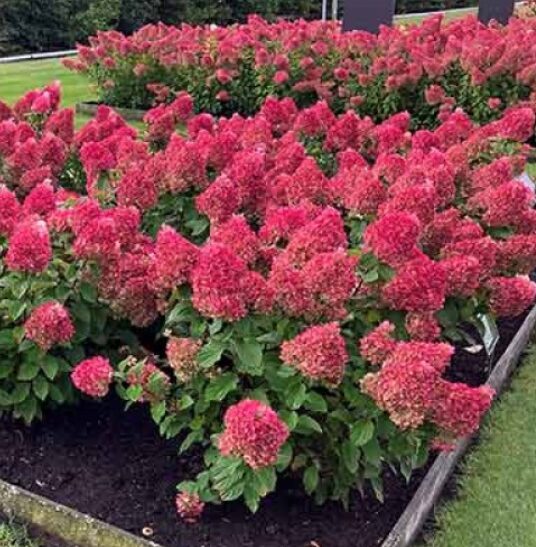 Hortenzija 'Living Colorful Cocktail' (Piegāde no 20.-22. aprīlim)